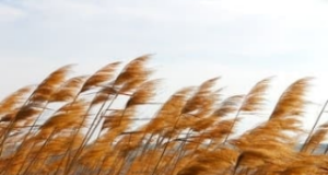 eVENTI di PACE: un percorso speciale!